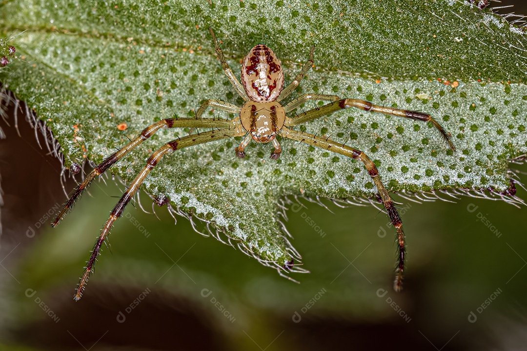 Aranha-caranguejo macho adulto da família Thomisidae.