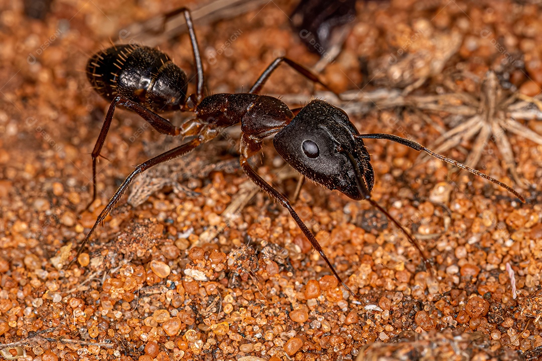 Formiga carpinteira fêmea adulta do gênero Camponotus.