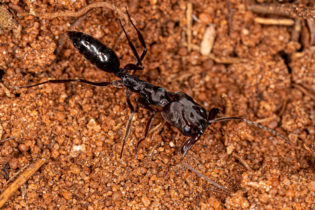 Formiga-mandíbula adulta do gênero Odontomachus.