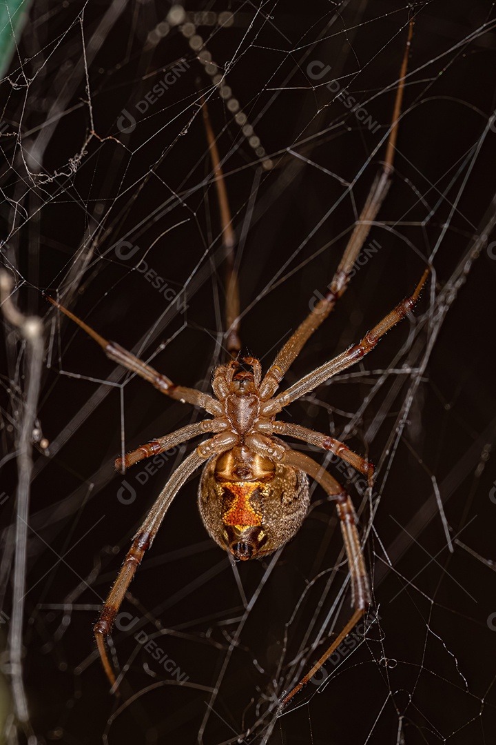 Aranha Viúva Marrom Adulto Fêmea da espécie Latrodectus geometricus.