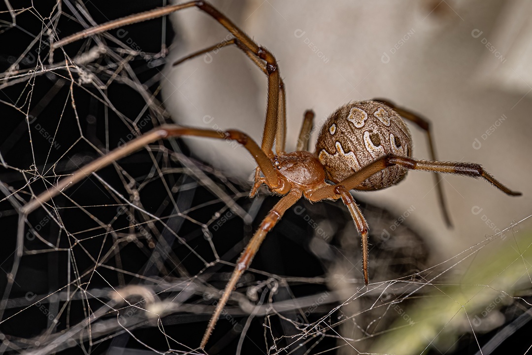 Aranha Viúva Marrom Adulto Fêmea da espécie.