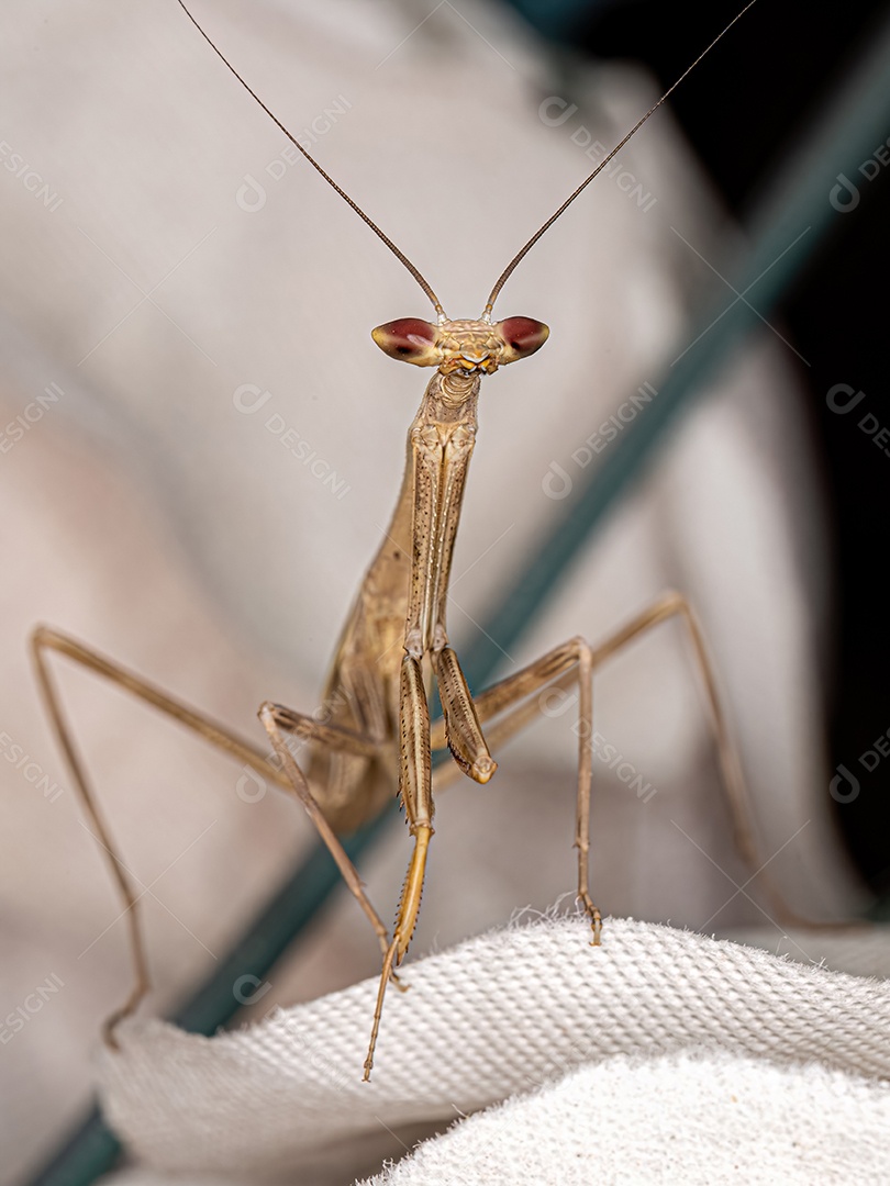Pequena ninfa mantídeo do gênero Oxyopsis.