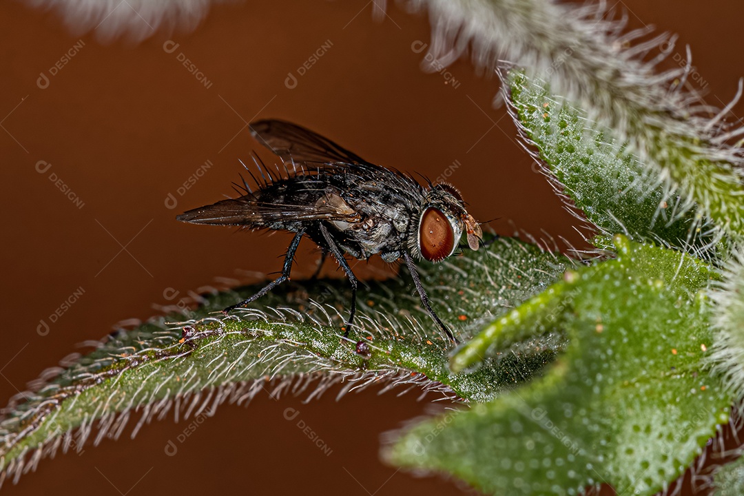 Mosca de cerdas adulta da família Tachinidae.