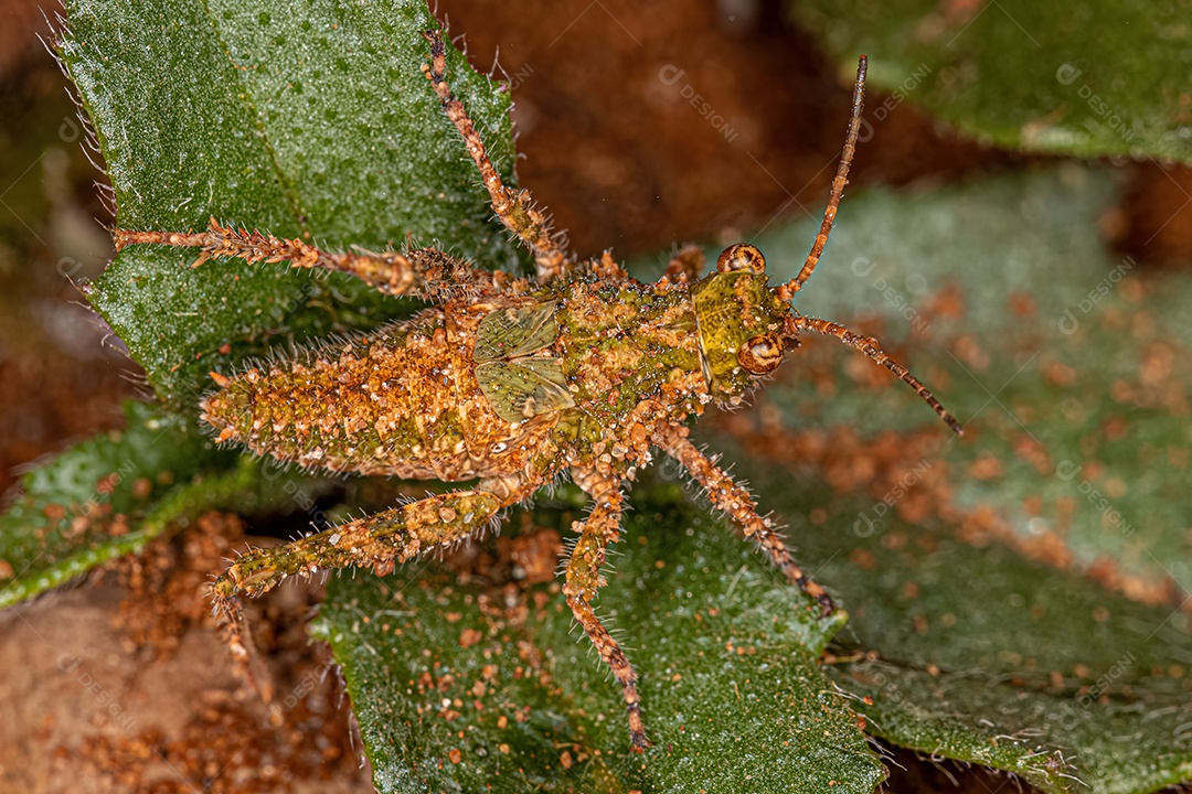Inseto gafanhoto de chifre curto do gênero Ommexecha.