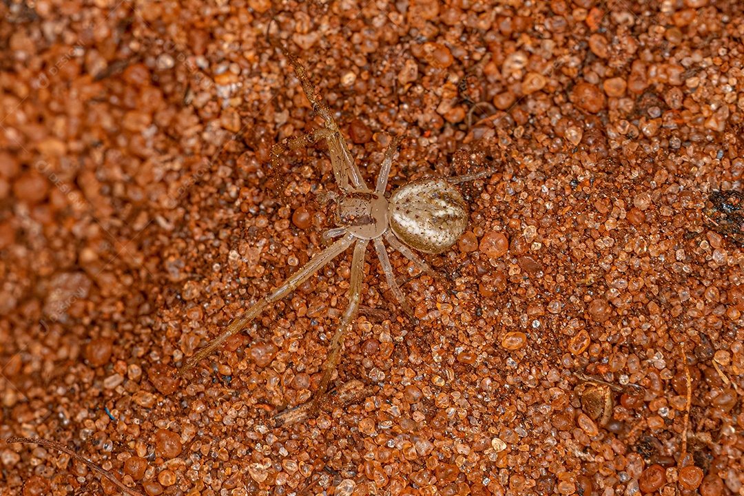 Aranha Caranguejo Fêmea Pequena da Família Thomisidae.