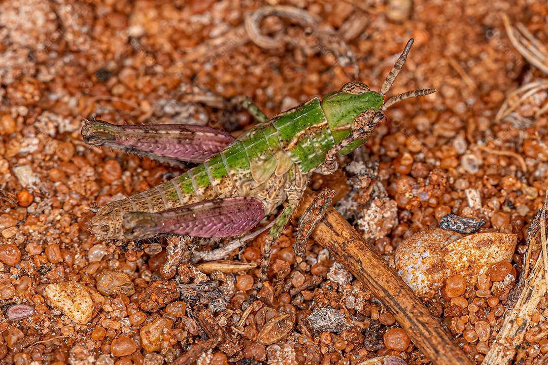 Ninfa de gafanhoto de chifre curto da família Acrididae.