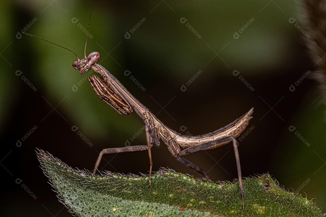 Pequena ninfa mantídeo do gênero Oxyopsis.