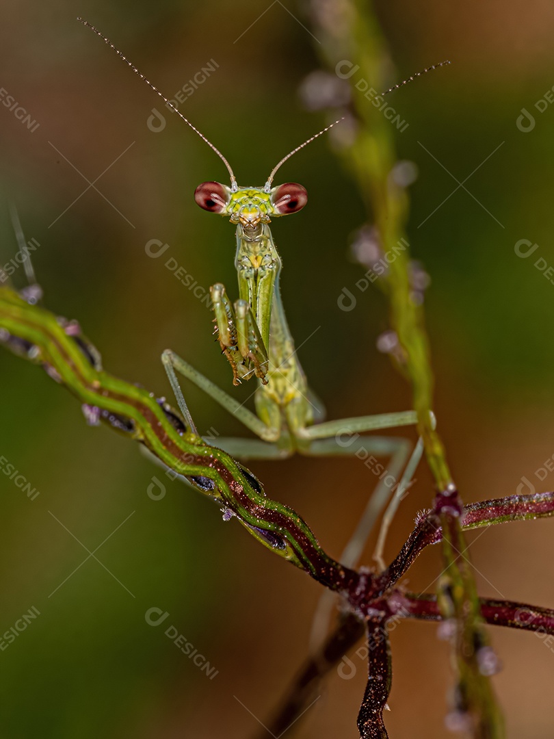 Photinaid Mantis Inseto da Família Photinaidae.
