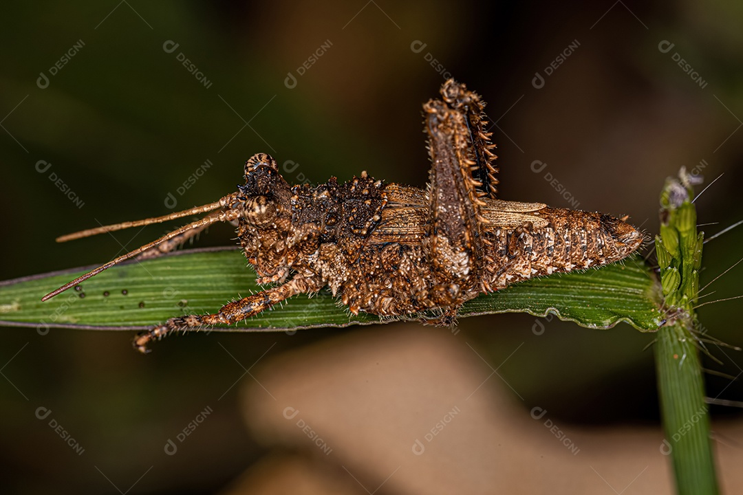 Inseto gafanhoto de chifre curto do gênero Ommexecha.