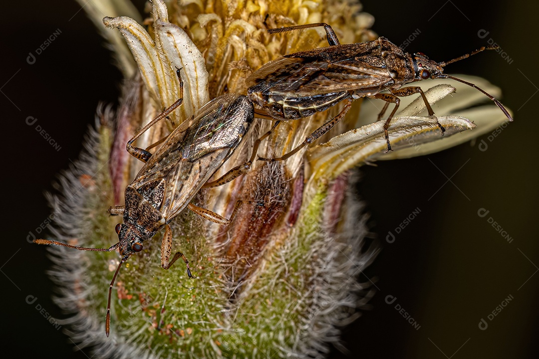 Percevejos de sementes adultos da família Lygaeidae.