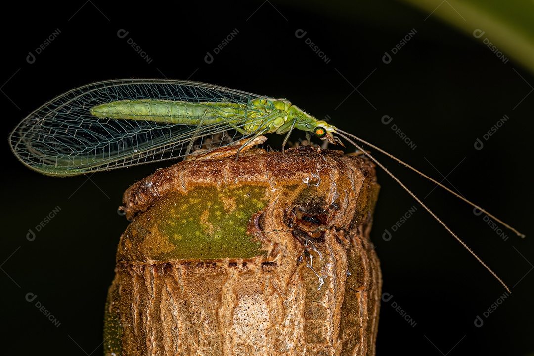 Adulto Típico crisopídeo do gênero Chrysoperla.