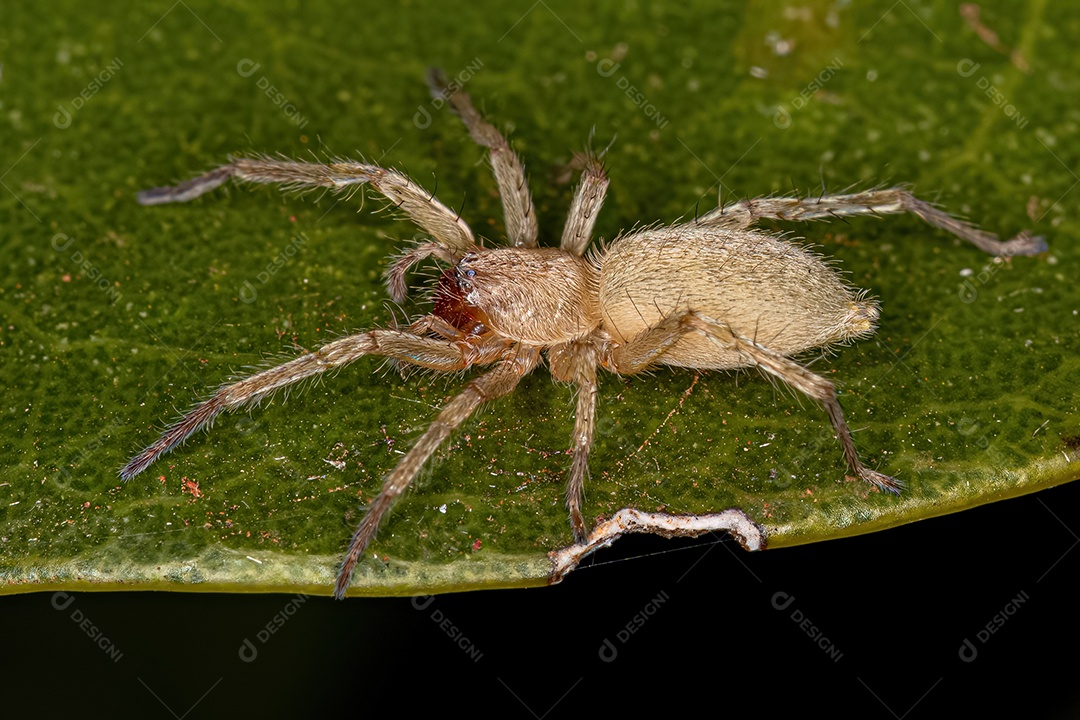 Pequena aranha fantasma da família Anyphaenidae.