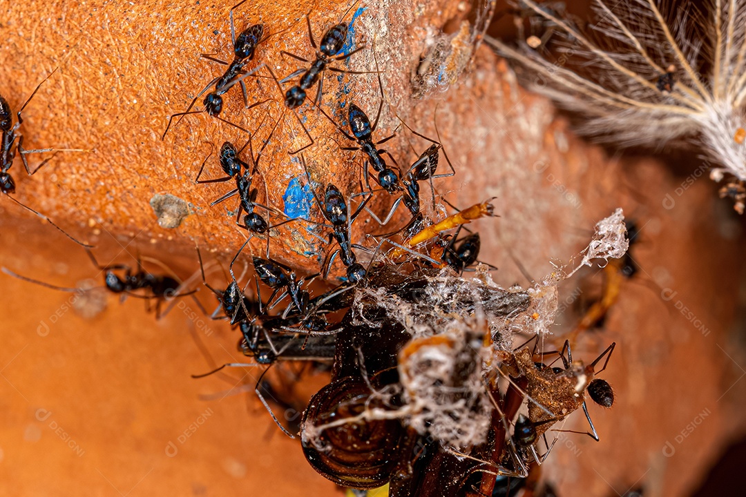 Formigas da espécie Paratrechina longicornis atacando uma Vespa de Papel Variegada da espécie Polistes versicolor.