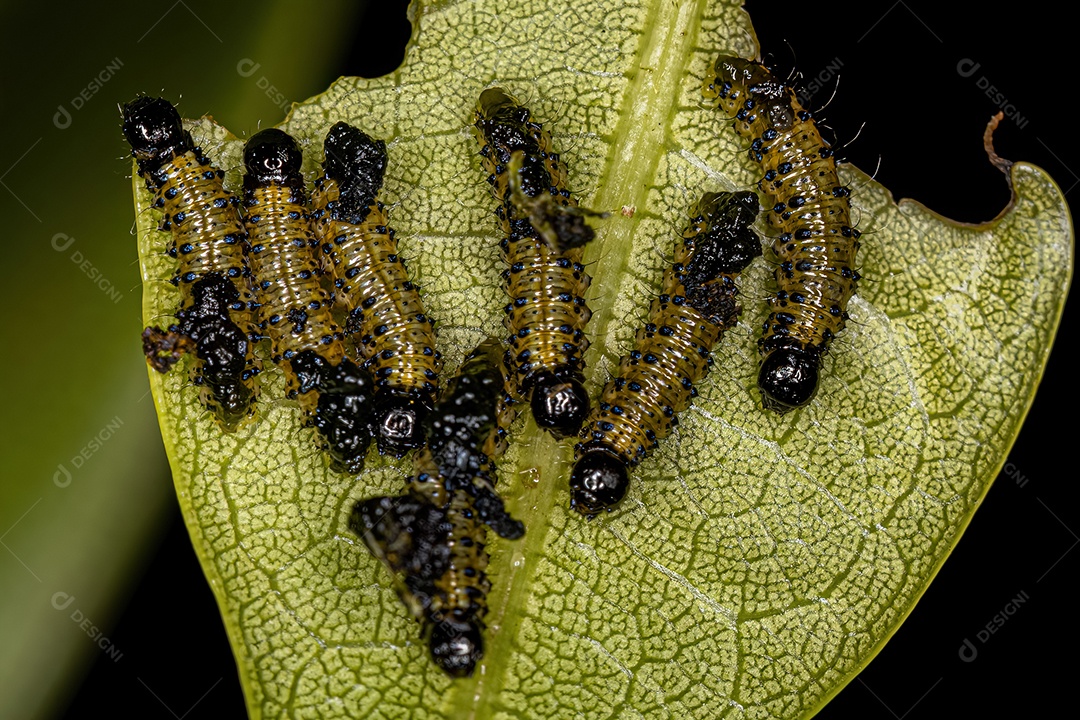 Larvas de besouros da família Chrysomelidae.