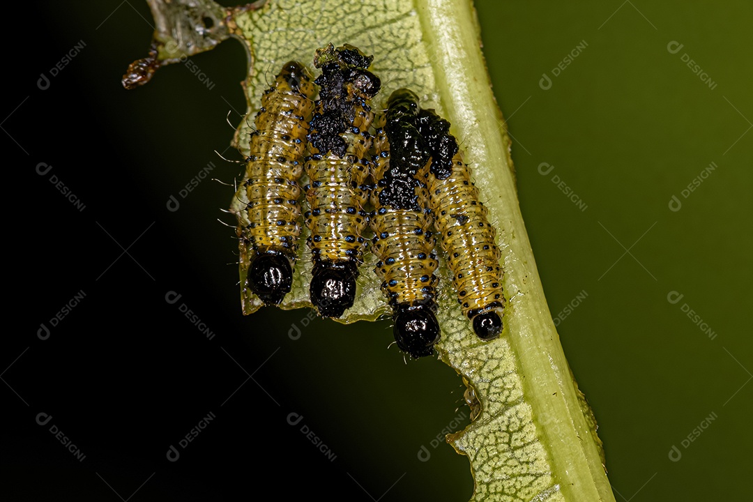 Larvas de besouros da família Chrysomelidae.
