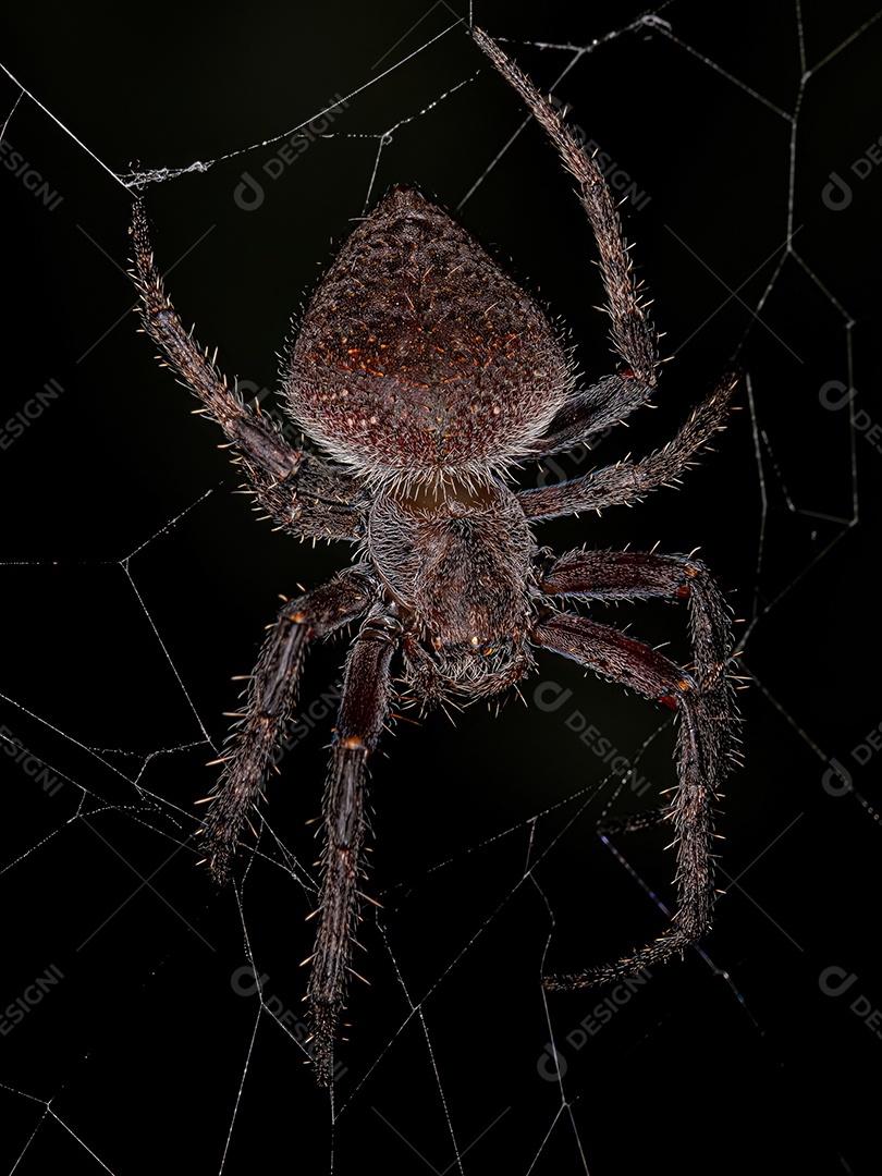 Feminino Adulto Típico Orbweaver da espécie Eriophora edax.