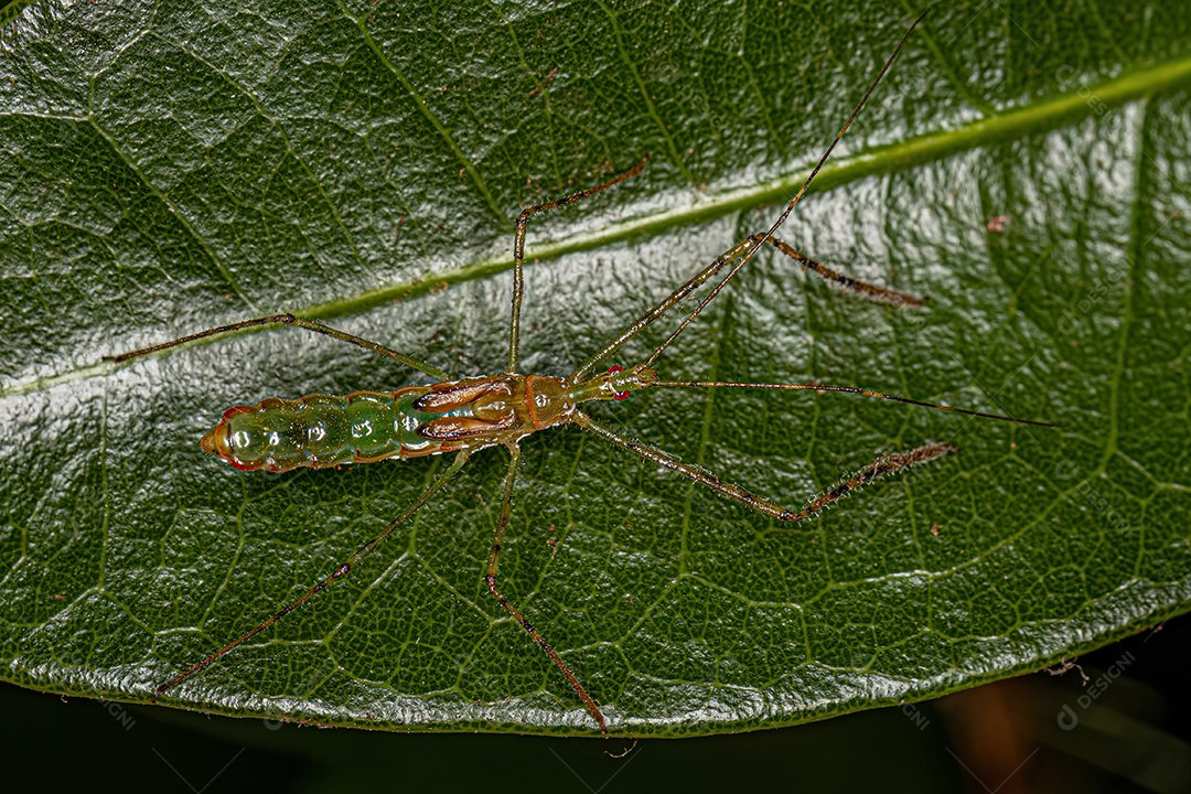 Assassin Bug Ninfa da Tribo Harpactorini.