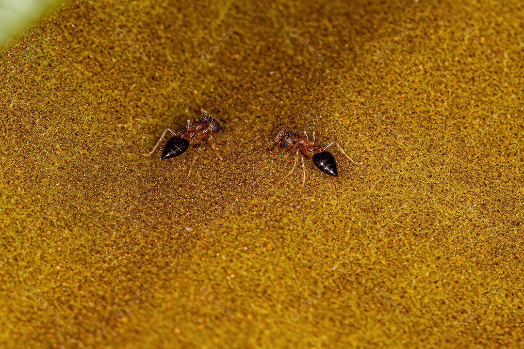 Formigas coquetel fêmeas adultas do gênero Crematogaster.