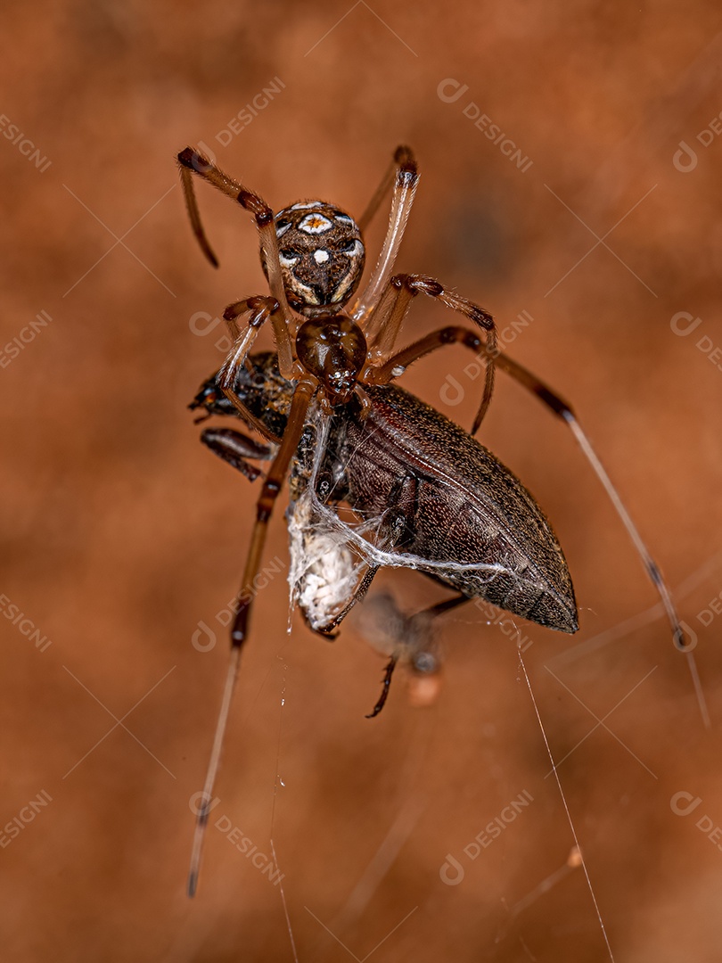 Pequena aranha viúva marrom da espécie Latrodectus geometricus.