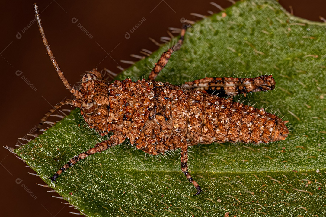 Abelha sem ferrão adulta do gênero Tetragonisca.