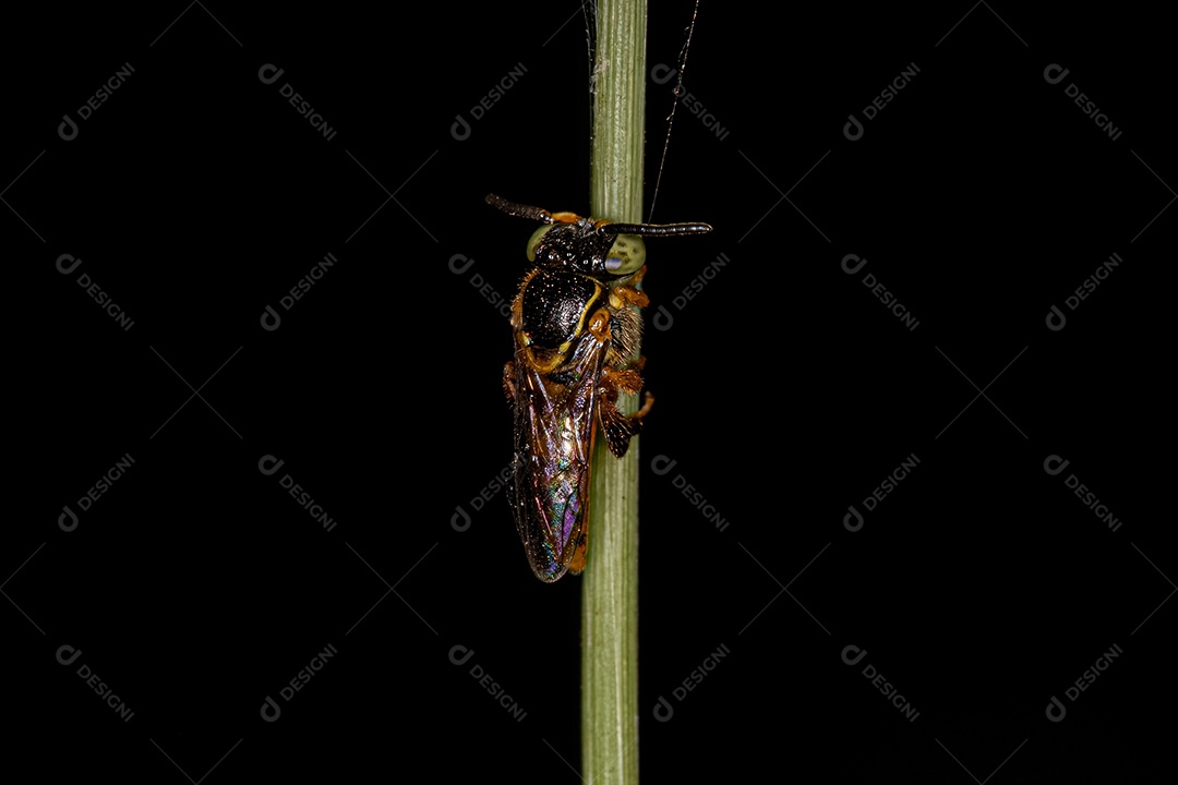 Abelha sem ferrão adulta do gênero Tetragonisca.