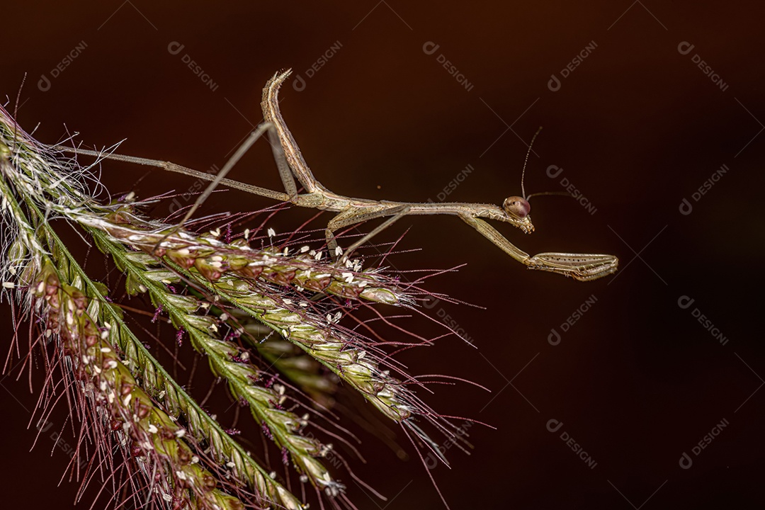 Pequenas ninfas mantídeos do gênero Oxyopsis.
