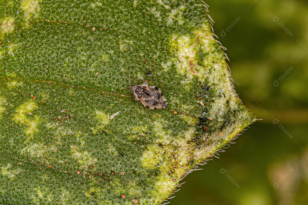 Pequeno Inseto Rendado da Família Tingidae.