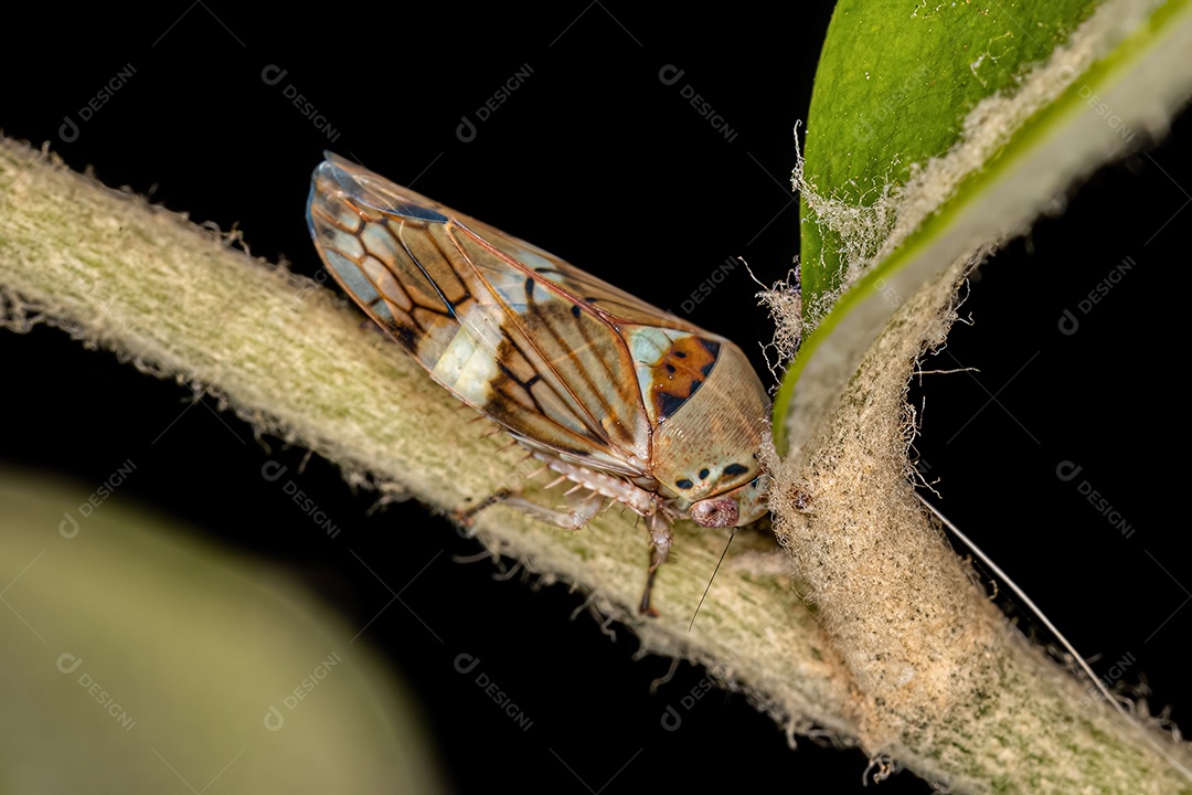 Cigarrinha Típica da Tribo Gyponini.
