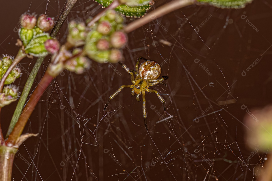 Pequena aranha teia de aranha macho da família Theridiidae.