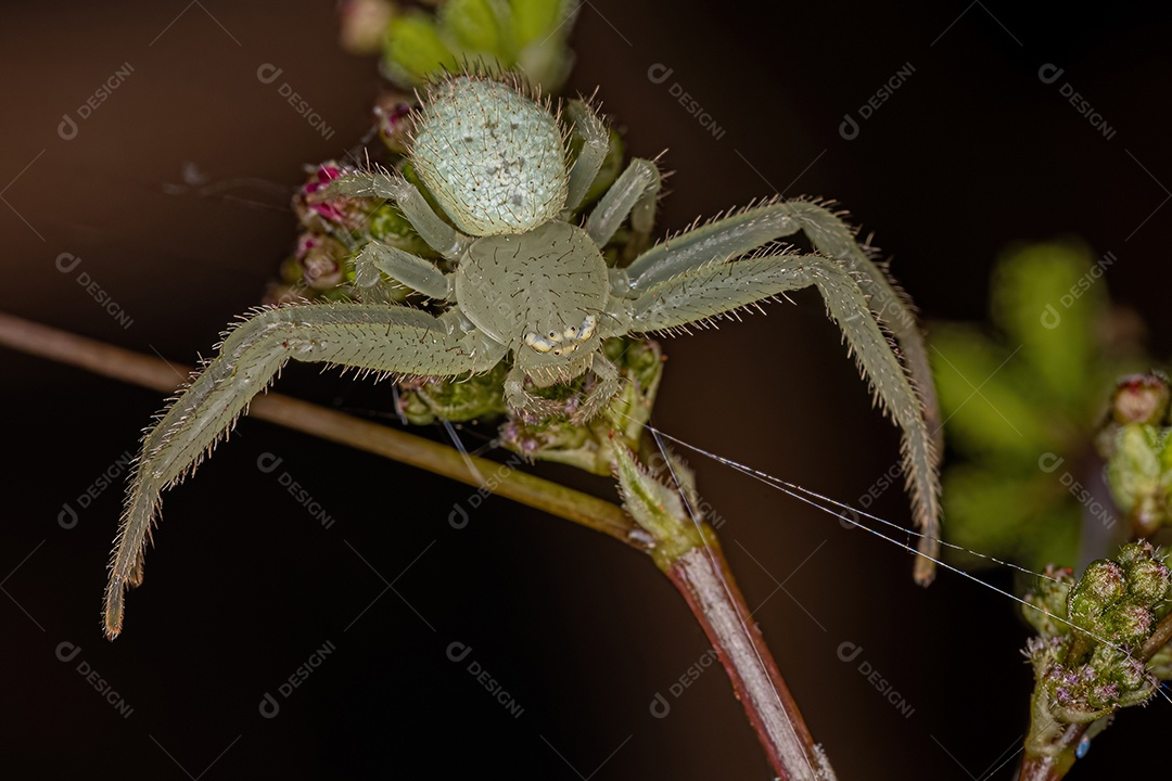 Aranha Caranguejo Fêmea Pequena da Família Thomisidae.