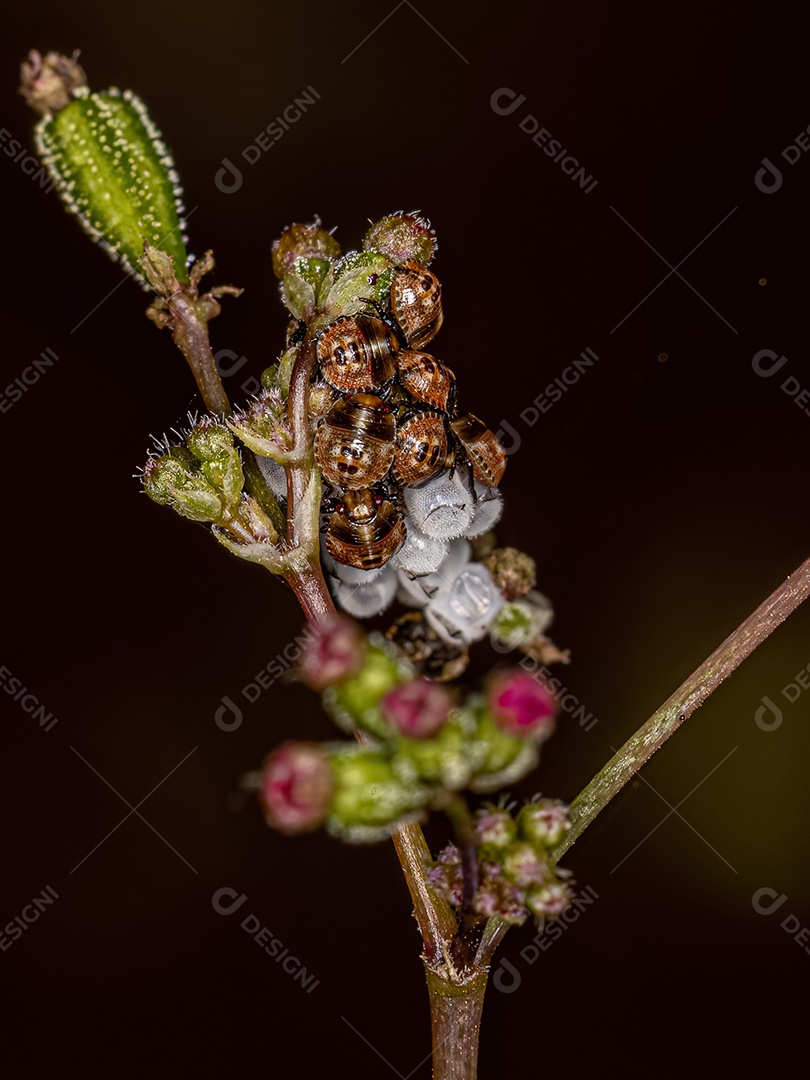 Ninfas de pequenos percevejos da família Pentatomidae.