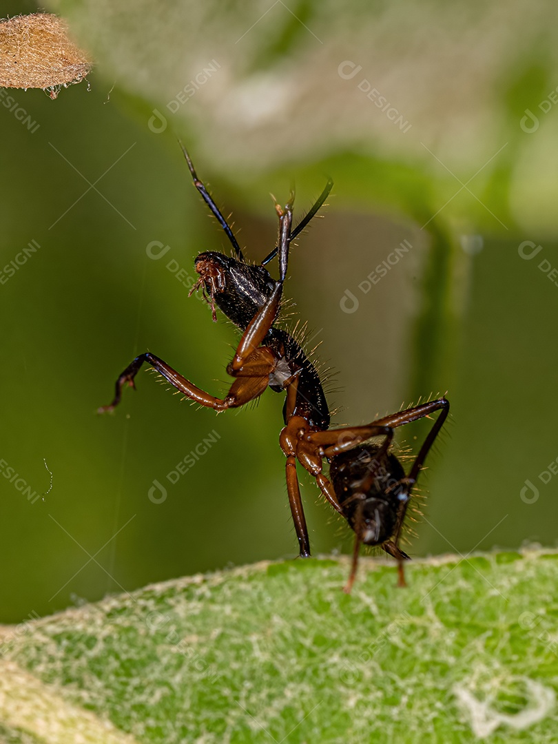 Formiga carpinteira fêmea adulta do gênero Camponotus.