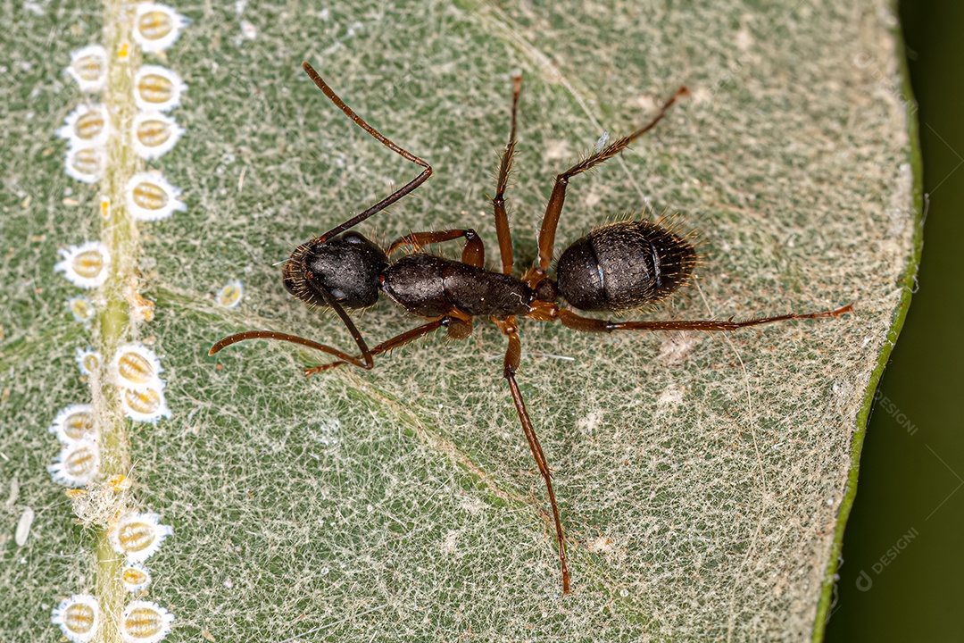 Formiga carpinteira fêmea adulta do gênero Camponotus.