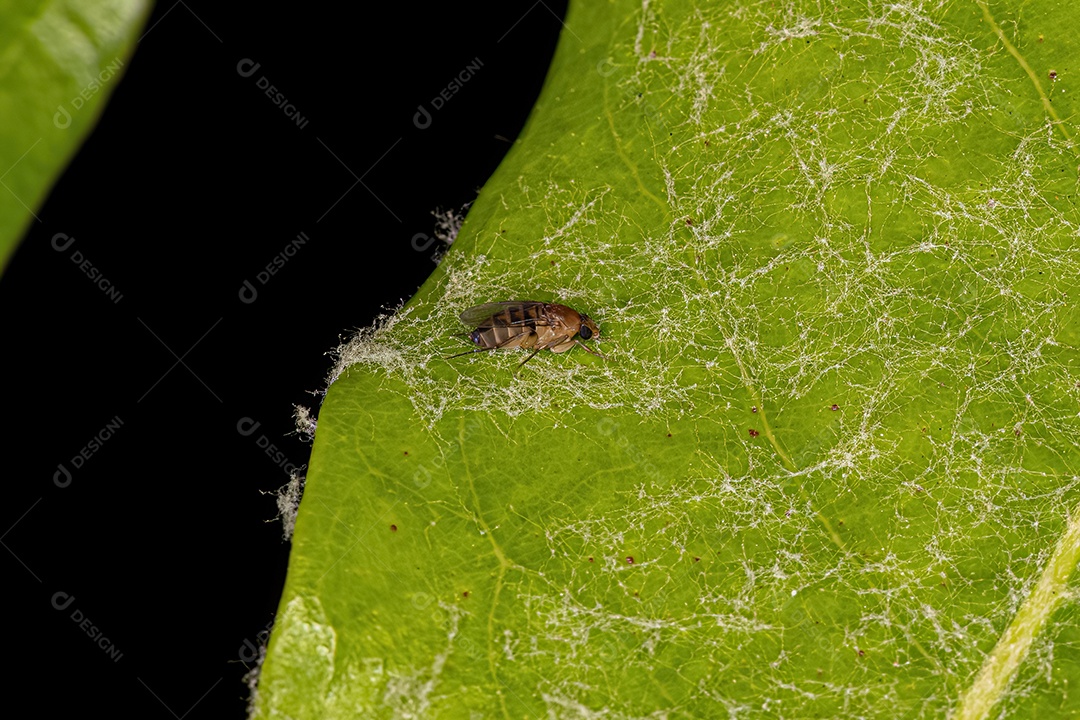 Moscas jubarte adultas da família Phoridae.