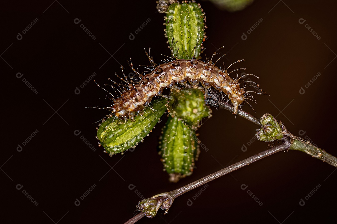 Lagarta de mariposa pequena da família Pterophoridae.