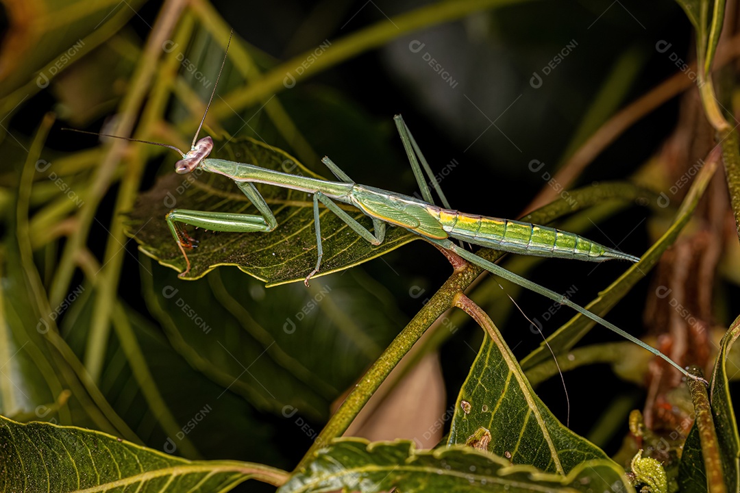 Pequenas ninfas mantídeos do gênero Oxyopsis.