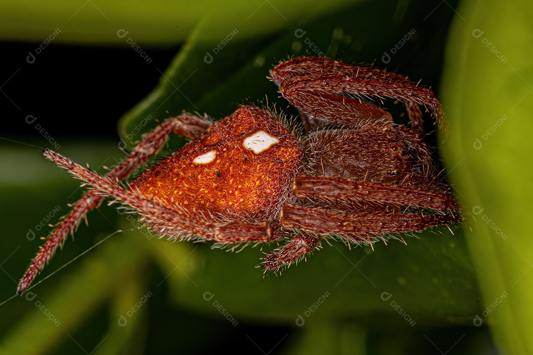 Feminino Adulto Típico Orbweaver da espécie Eriophora edax.