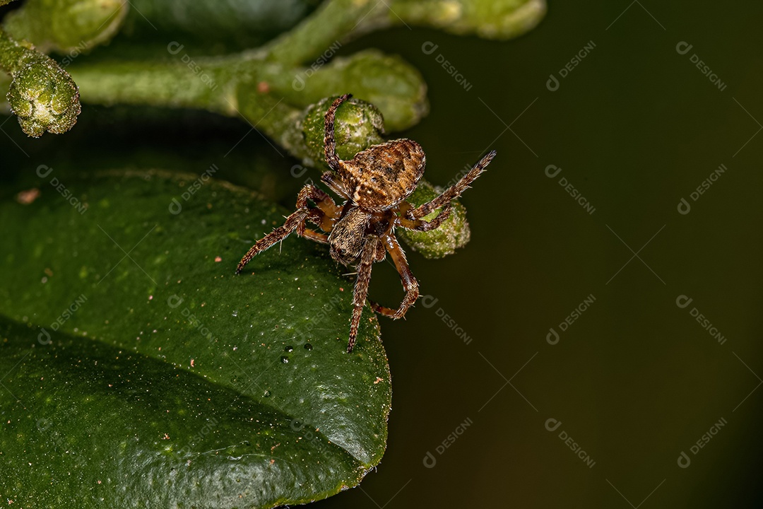 Aranha Orbweaver pequena da família Araneidae.