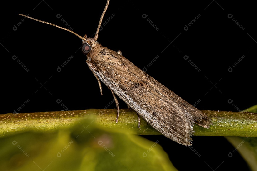 Mariposa de focinho piralídeo adulta da família Pyralidae.