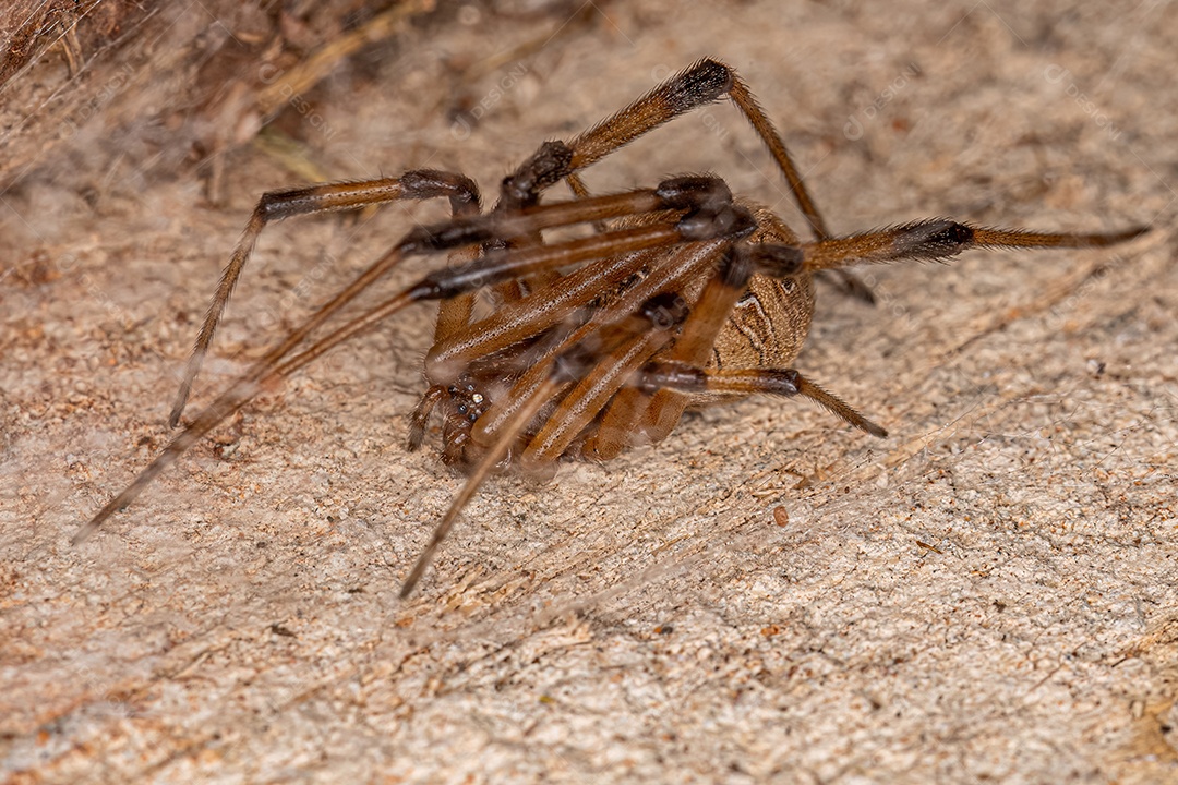 Aranha Viúva Marrom Adulto Fêmea da espécie Latrodectus geometricus.