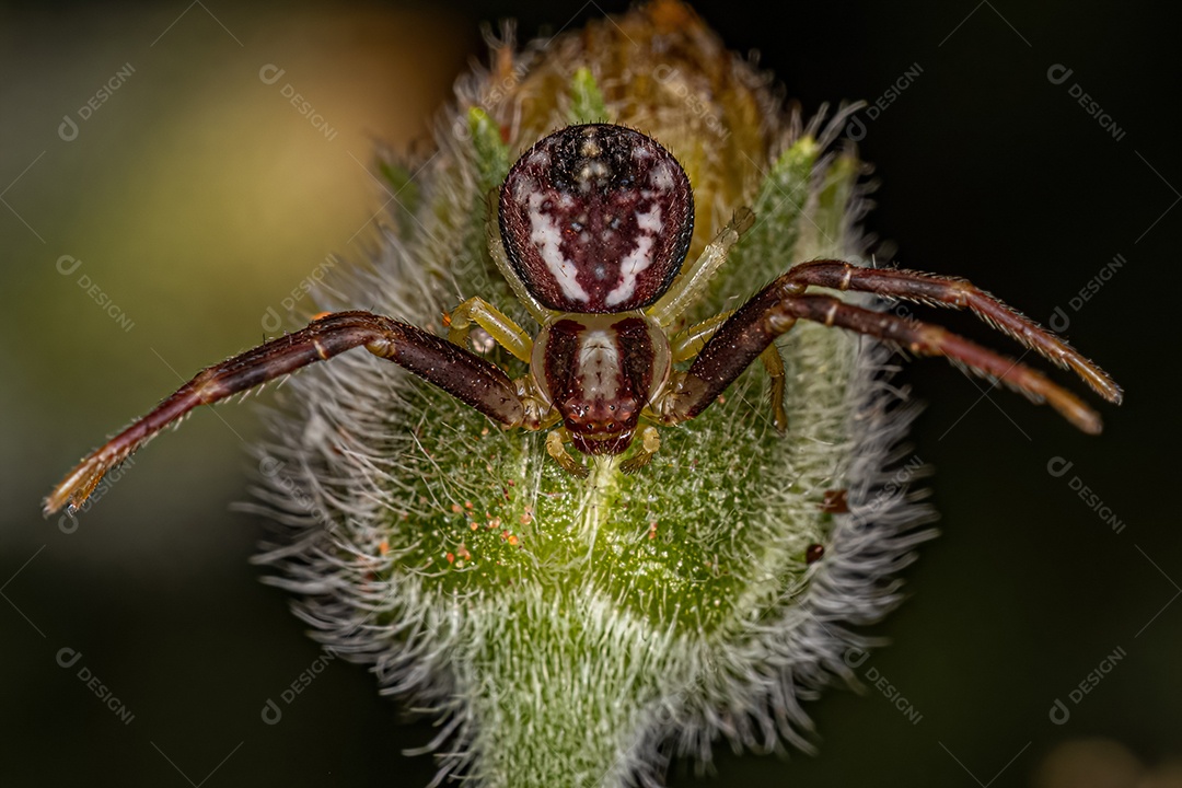 Aranha Caranguejo Fêmea Pequena da Família Thomisidae.