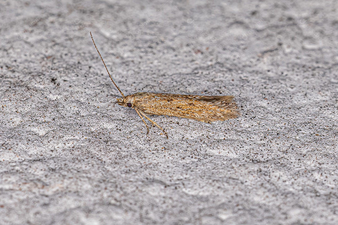 Mariposa de chifre curvo adulta da superfamília Gelechioidea.
