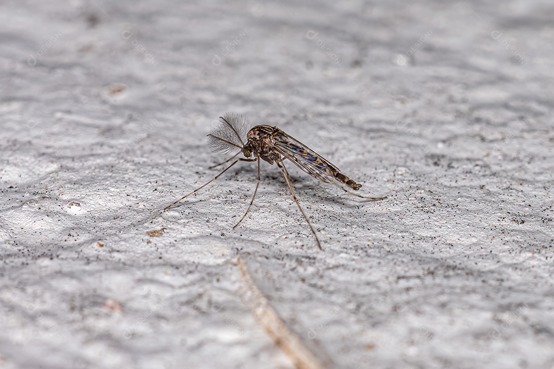 Midge não mordedor adulto da família Chironomidae.