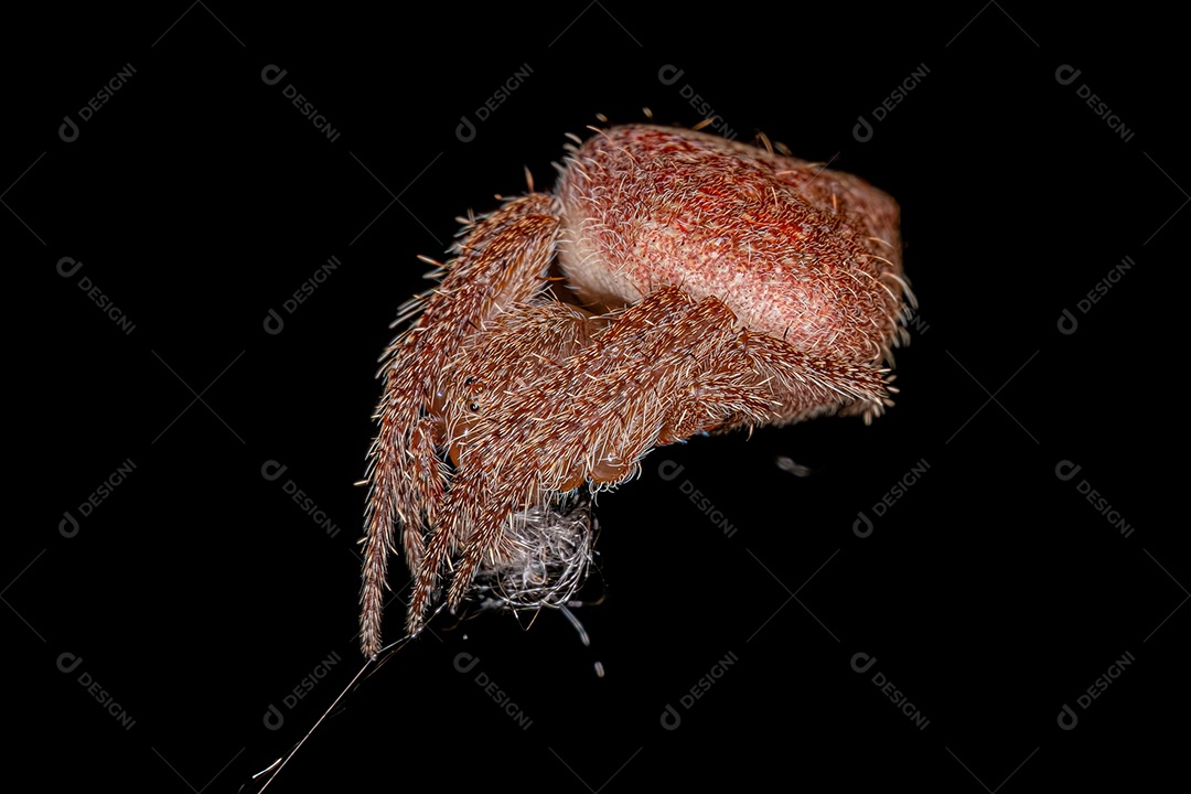 Feminino Adulto Típico Orbweaver da espécie Eriophora edax.