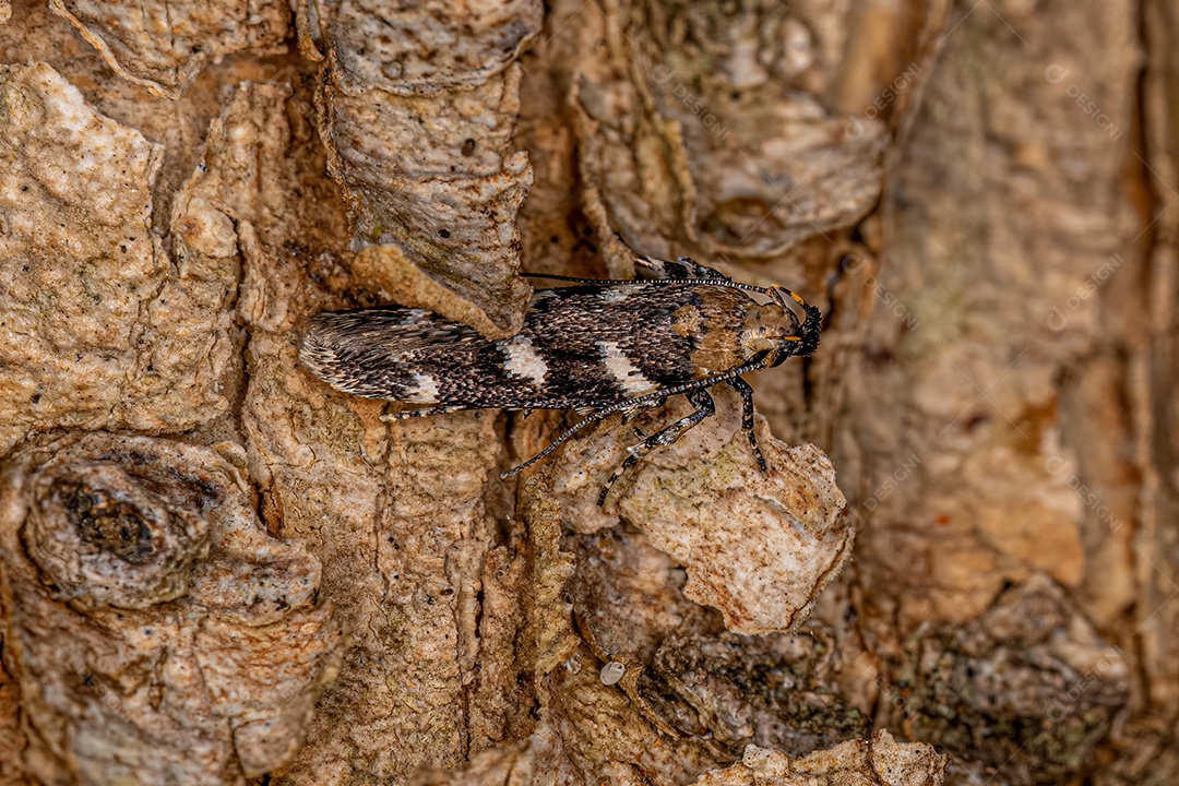 Mariposa Twirler adulta da família Gelechiidae.