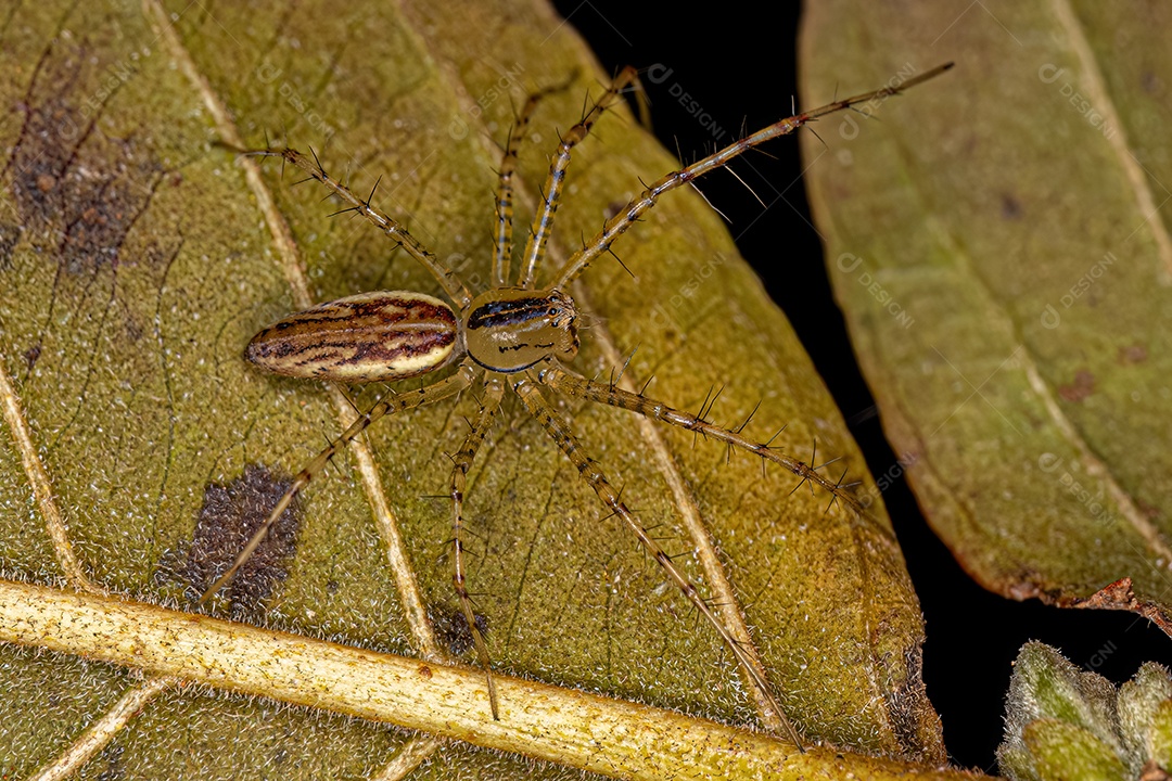 Aranha lince adulta da espécie Peucetia rubrolineata.