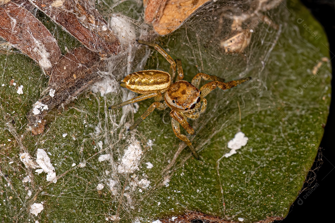 Pequena Aranha Saltadora da Subtribo Dendryphantina.