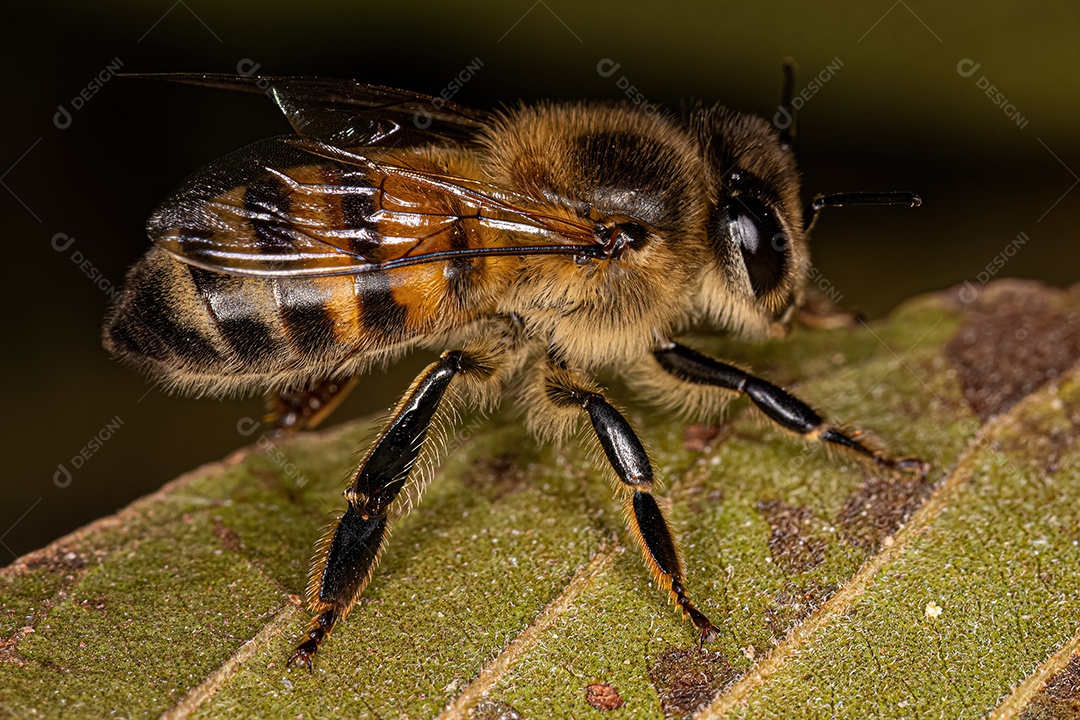 Abelha Ocidental Fêmea adulta da espécie Apis mellifera.