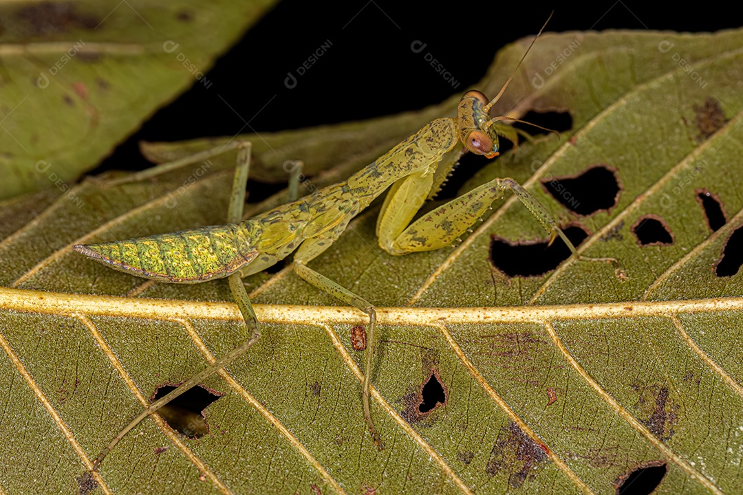 Ninfa Louva-a-Deus Photinaid Verde da Tribo Photinaini.