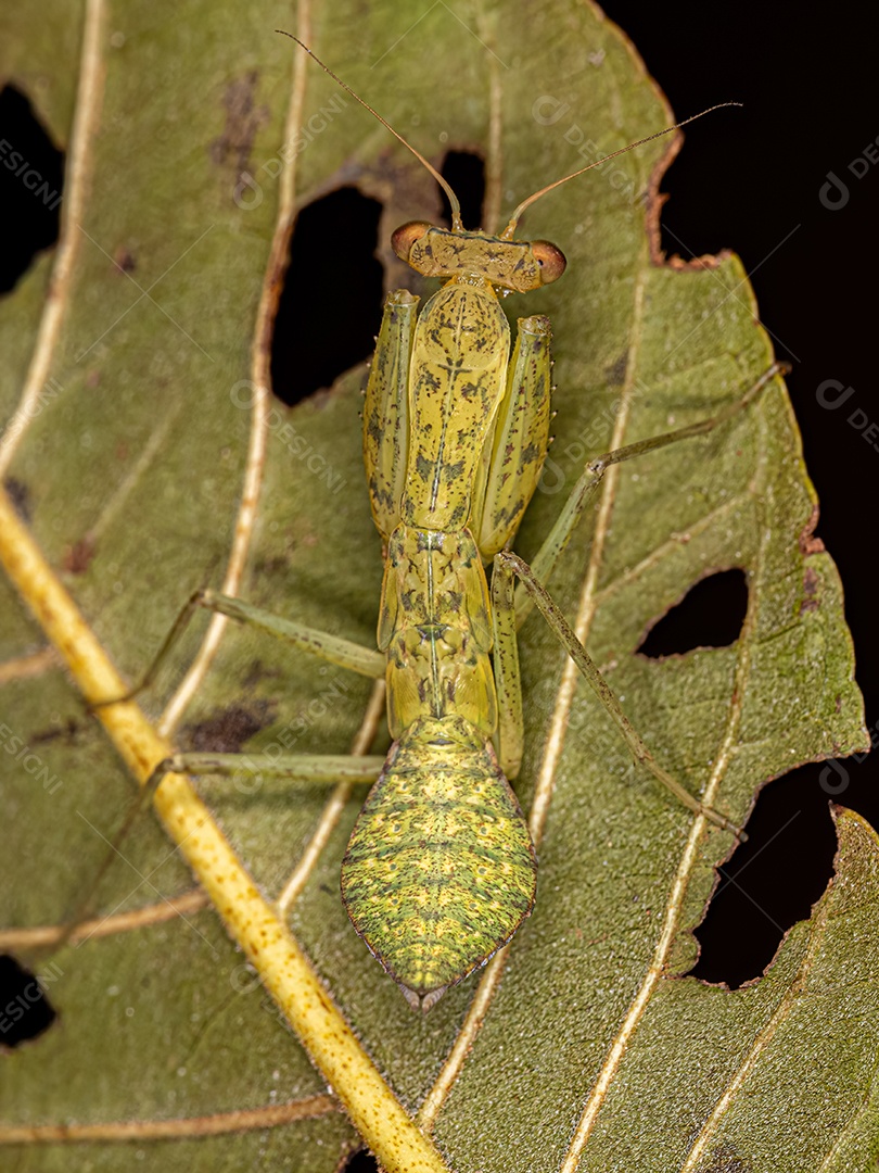 Ninfa Louva-a-Deus Photinaid Verde da Tribo Photinaini.